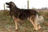 Diezel121209.jpg (27461 byte)
