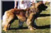 Label20Sheethimmlepappar 800x536.jpg (82191 byte)