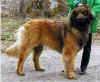 Label Sheet3panther 800x536.jpg (121016 byte)