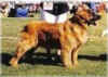 Labelp20Sheetakillesutikapng 800x536.jpg (91723 byte)