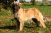 Puma28908-3.jpg (28565 byte)