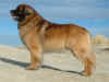 asonoalion.jpg (42535 byte)